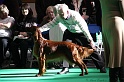 Crufts2011 752